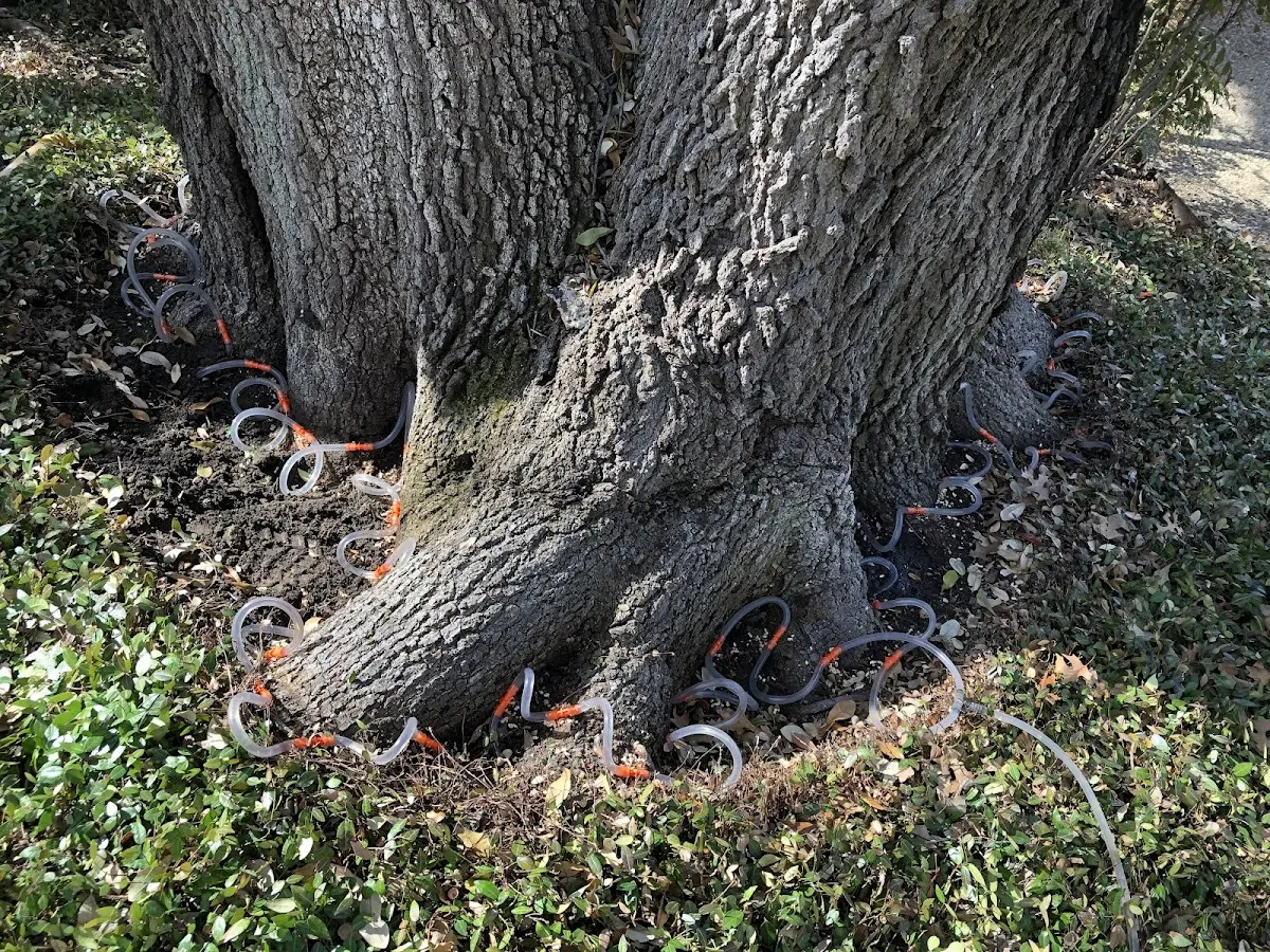 Detailed Tree Cabling and Bracing job site in Constable