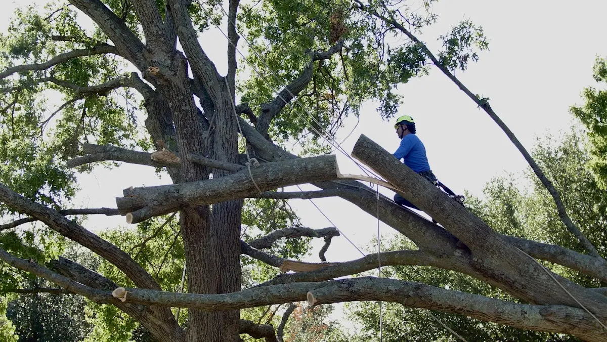 Professional Crown Thinning performed by certified arborists in Constable