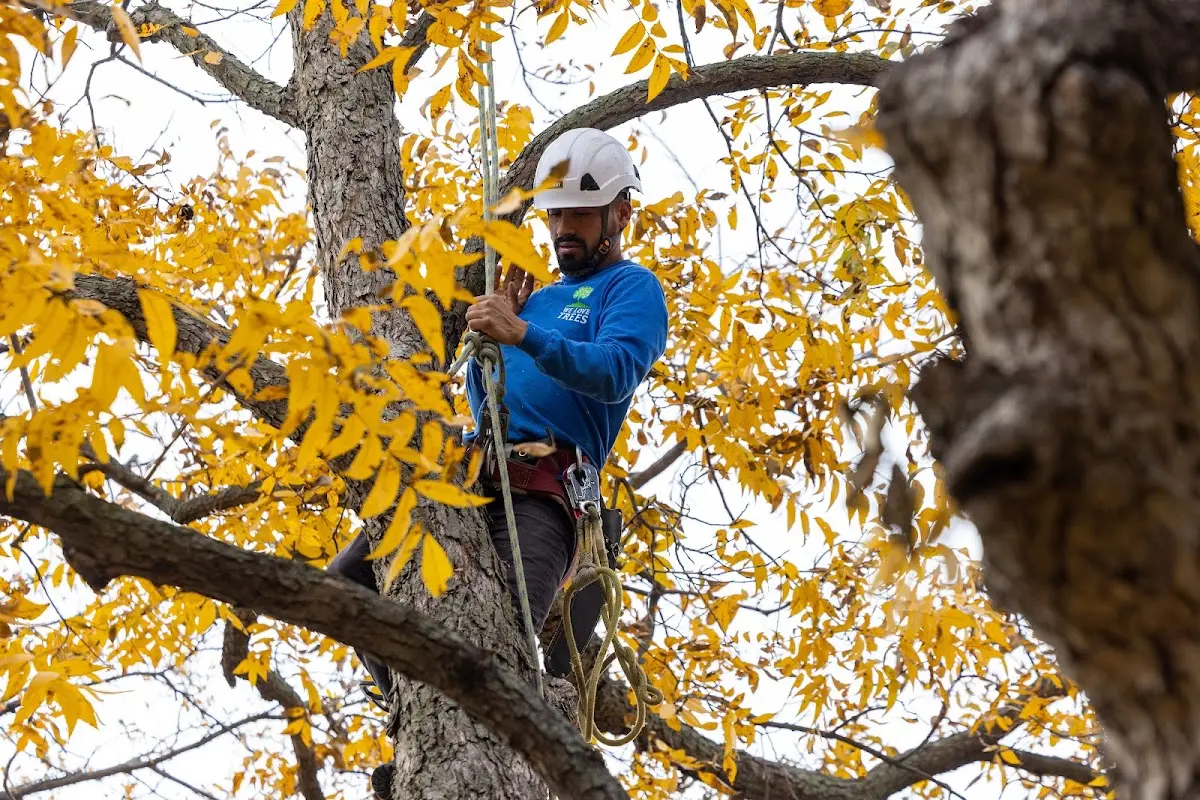 Skilled Tree Transplanting crew working in Constable