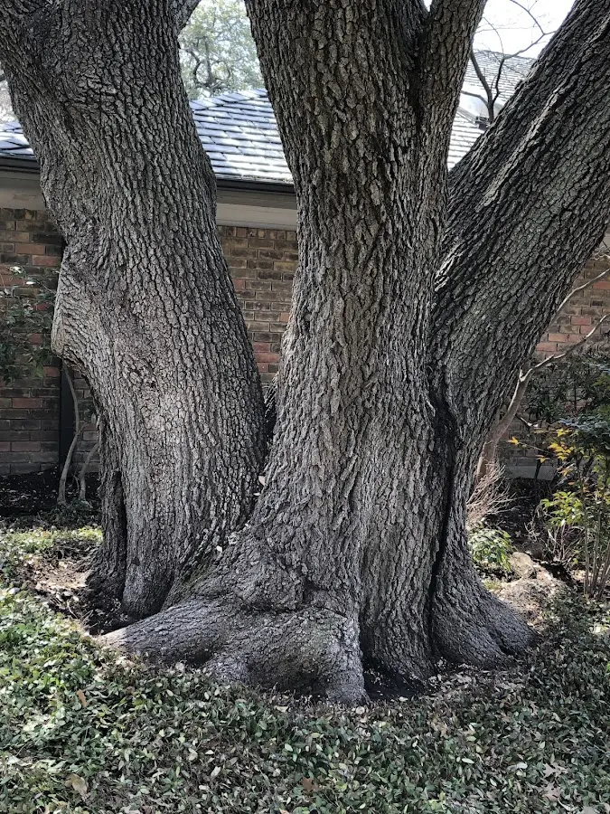 Mature heritage tree close to a Constable property cared for by certified arborists